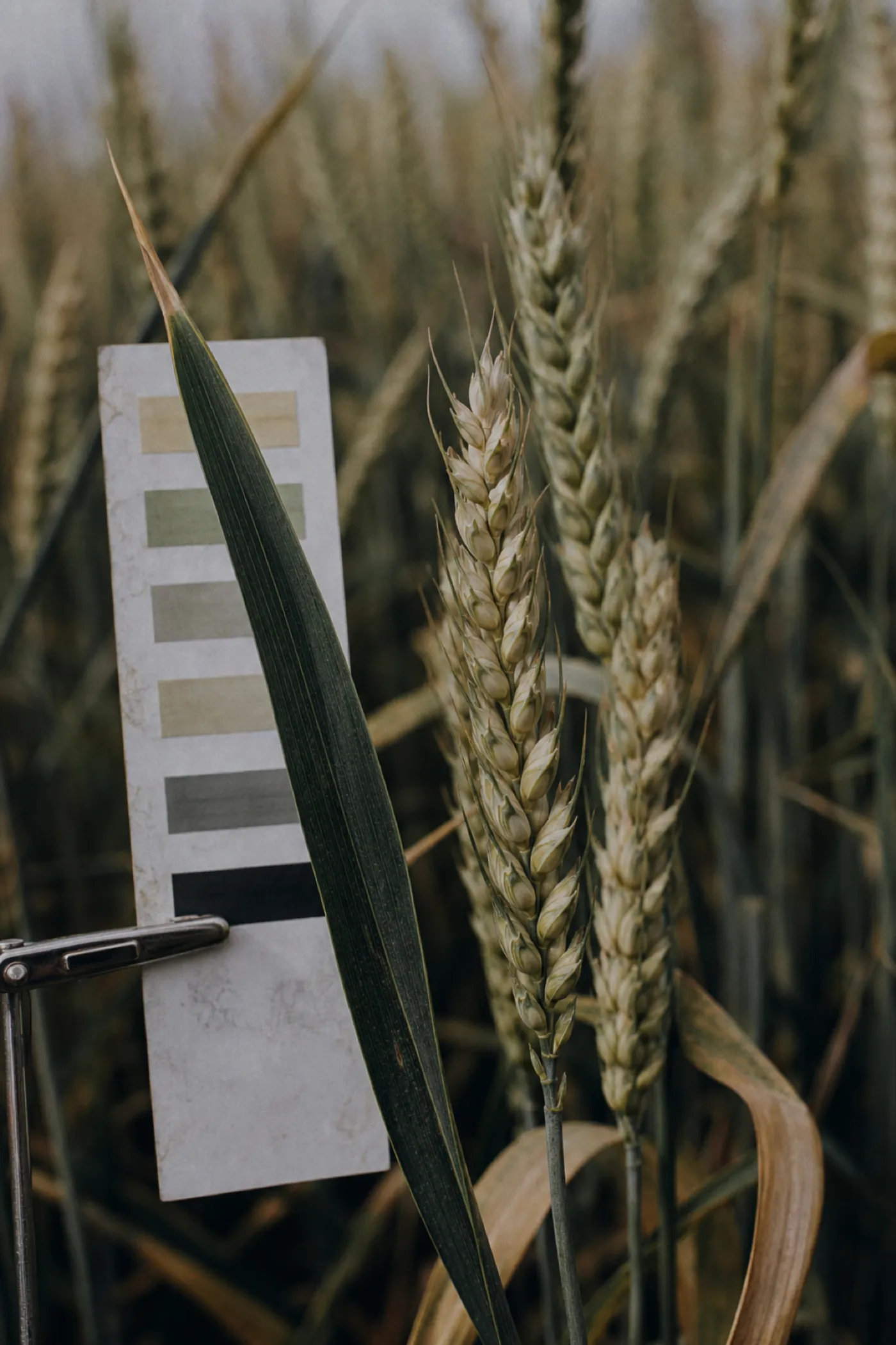 Wheat heads and plant tissue test strips in a paddock, professional indemnity cover for agronomists