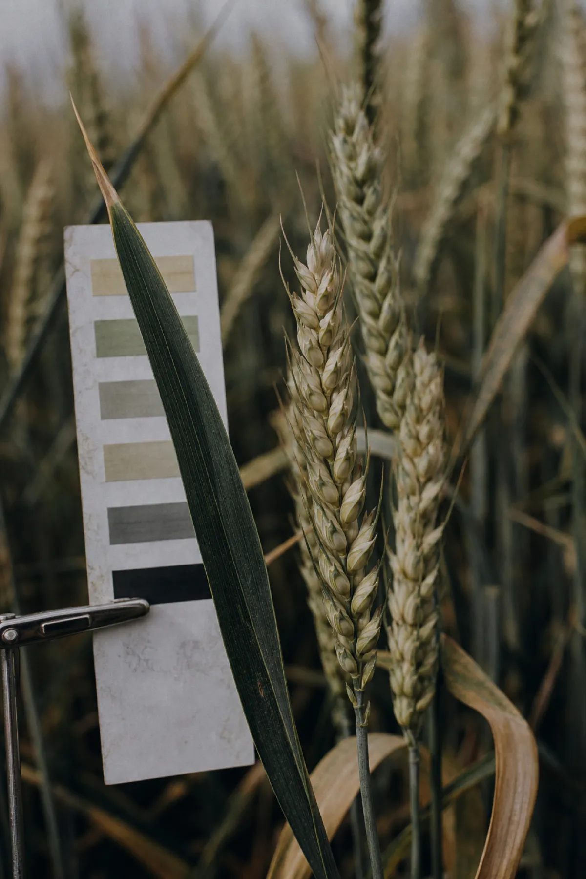 Wheat heads and plant tissue test strips in a paddock, professional indemnity cover for agronomists