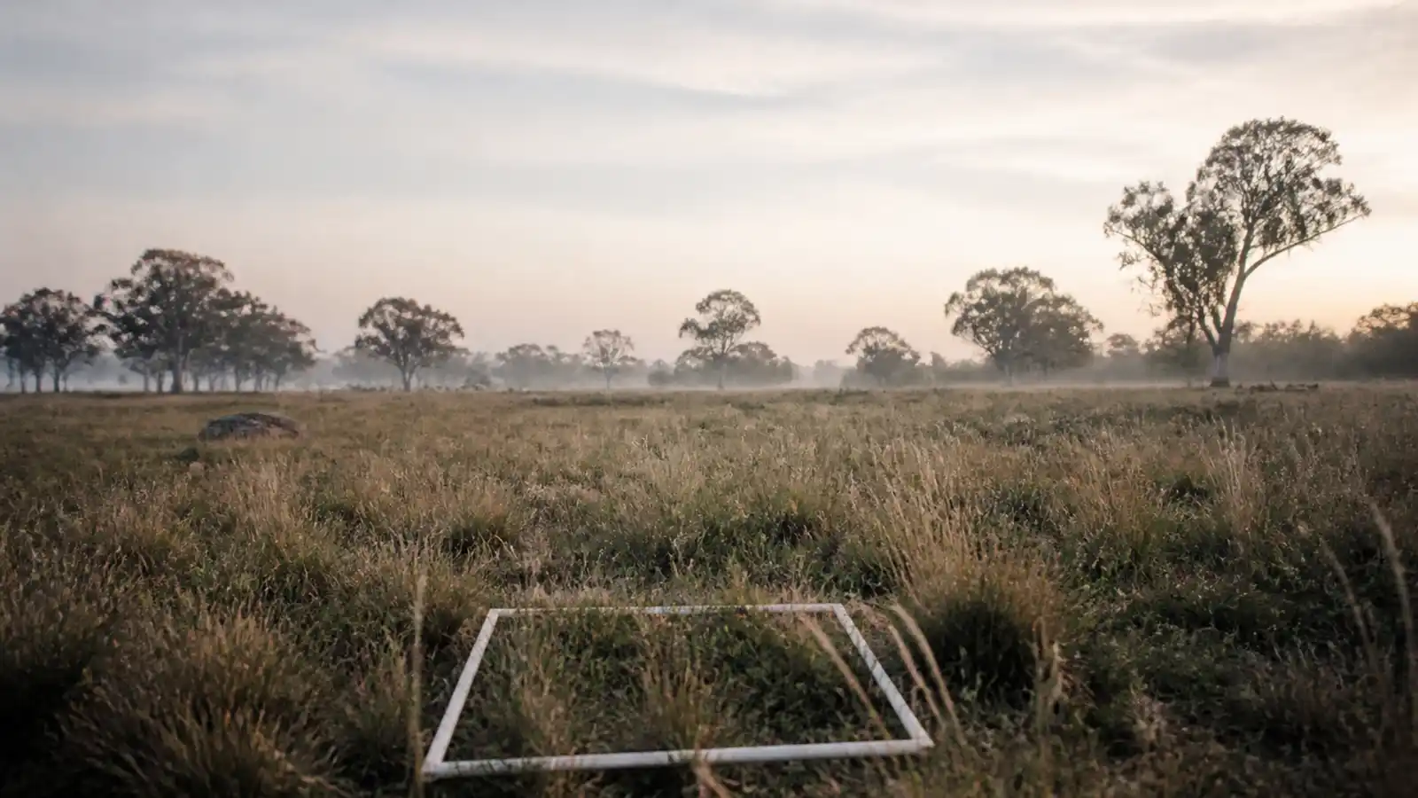 Quadrat frame laid on native grassland at dawn, botanist professional indemnity insurance