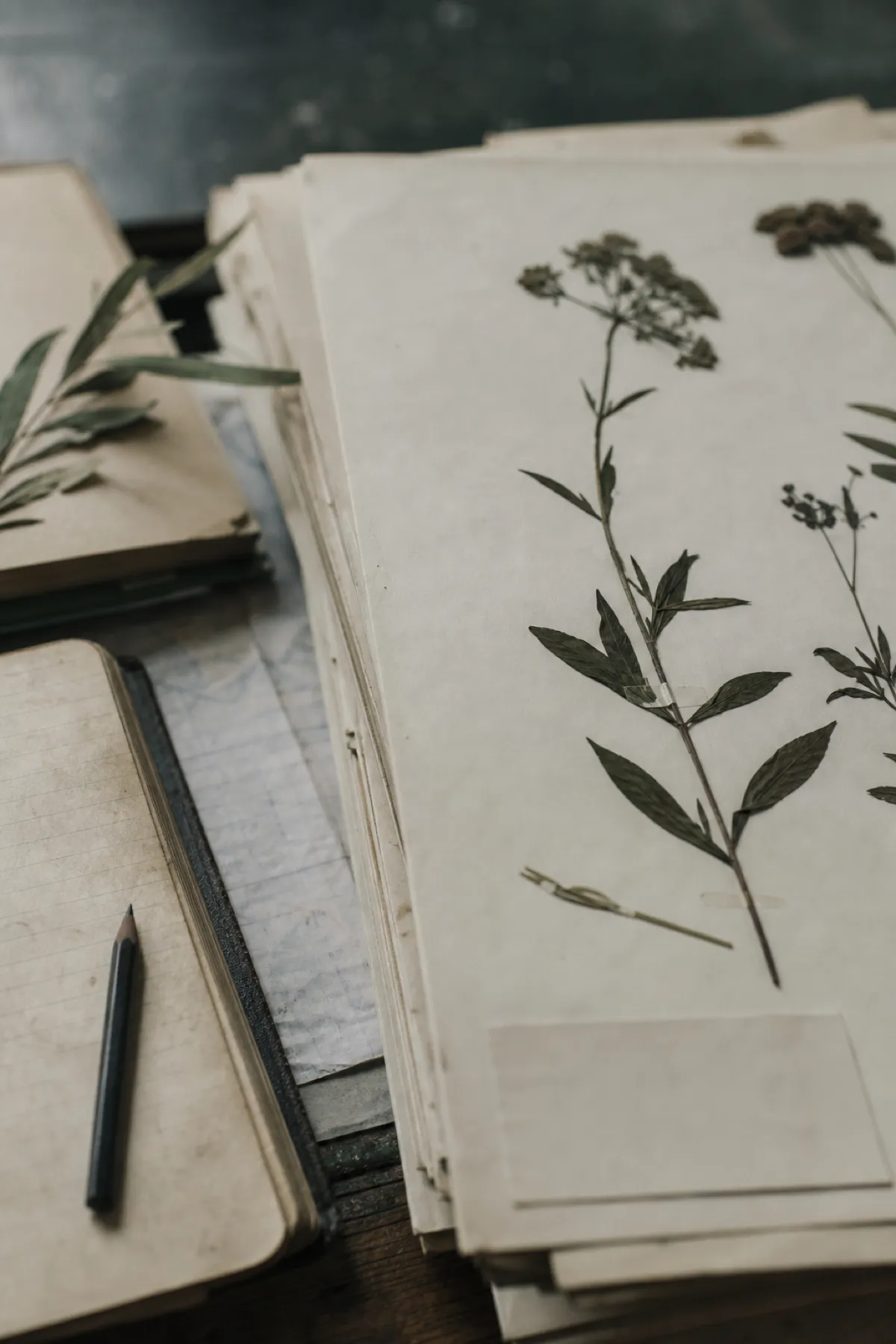 Pressed plant specimens and field notebook, coverage under ecologist PI insurance