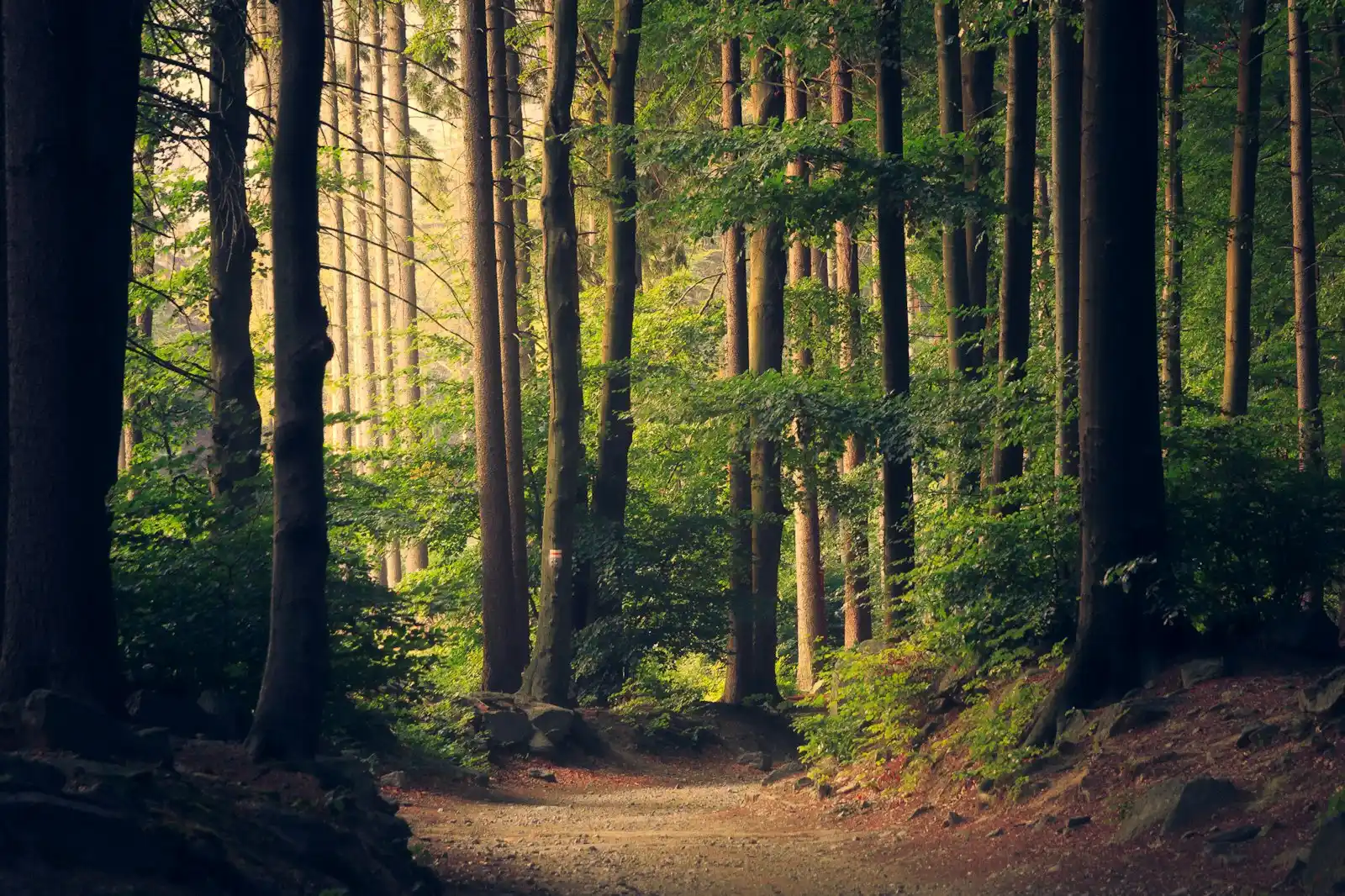 Natural ecosystem representing ecology professional liability