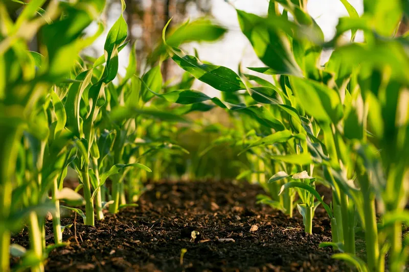 Green crop rows in an agricultural field representing agronomic consulting