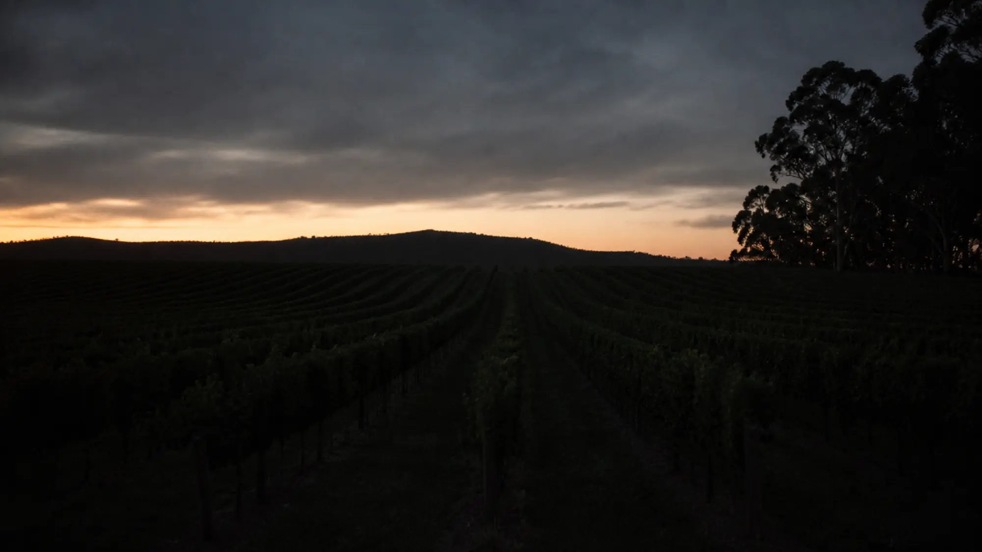 Vineyard rows at dusk for an Australian winery insurance quote