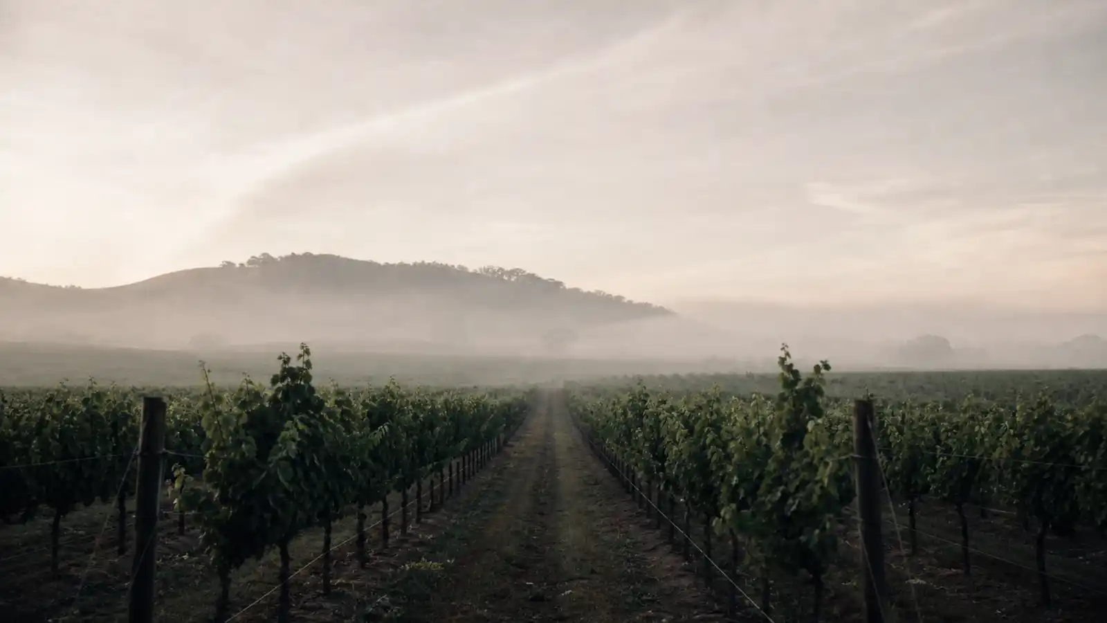 Australian vineyard rows in morning light for winery insurance